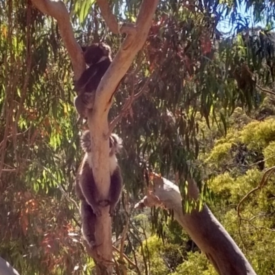 Phascolarctos cinereus (Koala) at Crafers West, SA - 7 Nov 2015 by Dano