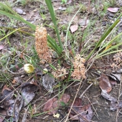 Lomandra multiflora (Many-flowered Matrush) at Bungendore, NSW - 8 Nov 2015 by yellowboxwoodland