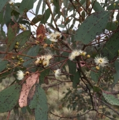 Eucalyptus melliodora (Yellow Box) at Bungendore, NSW - 8 Nov 2015 by yellowboxwoodland