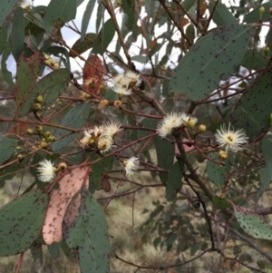 Eucalyptus melliodora at Bungendore, NSW - 8 Nov 2015