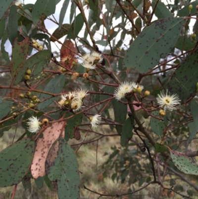 Eucalyptus melliodora (Yellow Box) at Bungendore, NSW - 8 Nov 2015 by yellowboxwoodland