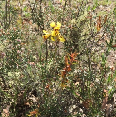 Diuris sulphurea (Tiger Orchid) at Bungendore, NSW - 8 Nov 2015 by yellowboxwoodland