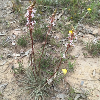 Stylidium graminifolium (grass triggerplant) at Bungendore, NSW - 8 Nov 2015 by yellowboxwoodland