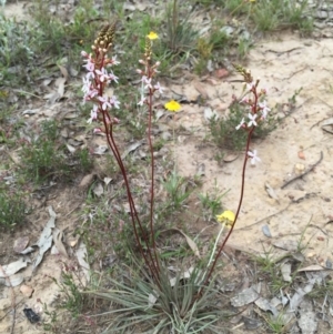 Stylidium graminifolium at Bungendore, NSW - 8 Nov 2015