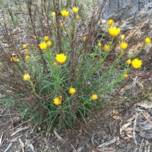 Xerochrysum viscosum at Bungendore, NSW - 8 Nov 2015