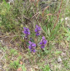 Ajuga australis (Austral Bugle) at Bungendore, NSW - 8 Nov 2015 by yellowboxwoodland