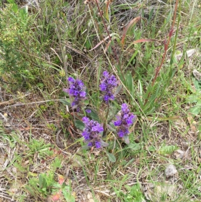 Ajuga australis (Austral Bugle) at Bungendore, NSW - 8 Nov 2015 by yellowboxwoodland