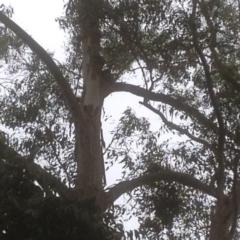 Phascolarctos cinereus (Koala) at Federal, NSW - 8 Nov 2015 by Pearl98@exemail.com.au