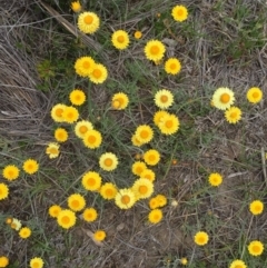 Leucochrysum albicans subsp. albicans (Hoary Sunray) at Bungendore, NSW - 8 Nov 2015 by yellowboxwoodland