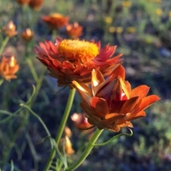 Xerochrysum viscosum (Sticky Everlasting) at Wandiyali-Environa Conservation Area - 8 Nov 2015 by Wandiyali