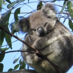 Phascolarctos cinereus (Koala) at Rosebank, NSW - 27 Sep 2015 by Sharon