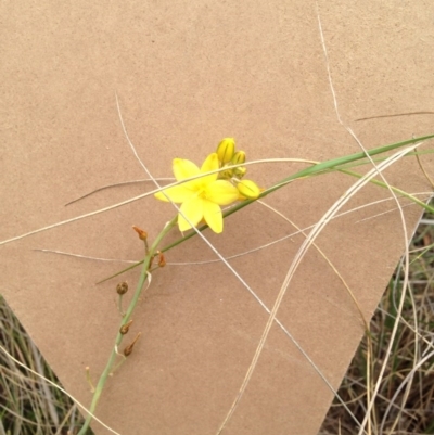 Bulbine bulbosa (Golden Lily) at Bungendore, NSW - 8 Nov 2015 by yellowboxwoodland