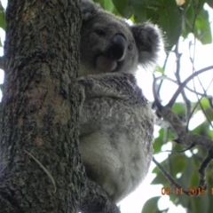 Phascolarctos cinereus (Koala) at Rous, NSW - 7 Nov 2015 by Goodvibes