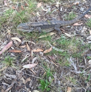 Pogona barbata at Bungendore, NSW - suppressed