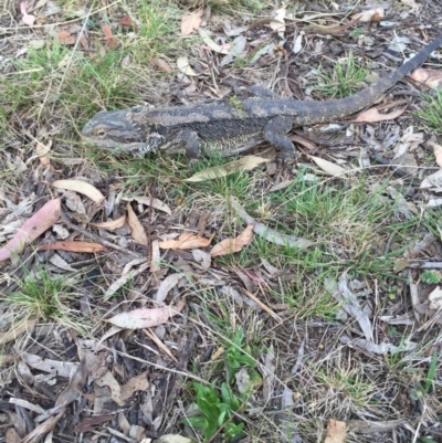 Pogona barbata (Eastern Bearded Dragon) at Bungendore, NSW - 8 Nov 2015 by yellowboxwoodland