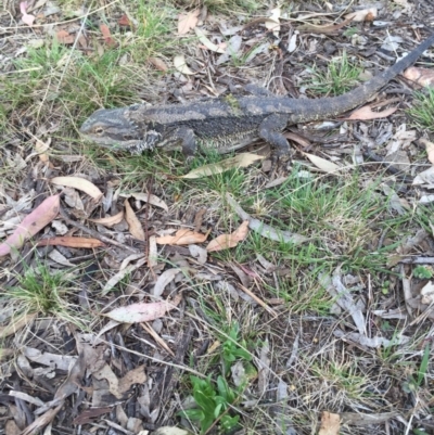 Pogona barbata (Eastern Bearded Dragon) at Bungendore, NSW - 8 Nov 2015 by yellowboxwoodland