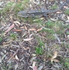 Pogona barbata at Bungendore, NSW - suppressed