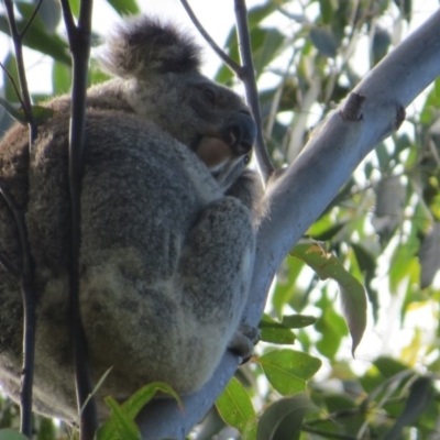 Phascolarctos cinereus (Koala) at Rosebank, NSW - 28 Sep 2015 by Sharon