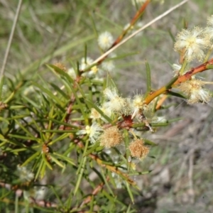 Acacia genistifolia at Cook, ACT - 20 Sep 2015