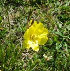 Oenothera stricta subsp. stricta (Common Evening Primrose) at Fadden, ACT - 8 Nov 2015 by ArcherCallaway