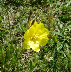 Oenothera stricta subsp. stricta at Fadden, ACT - 8 Nov 2015 09:31 AM