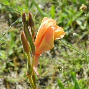 Oenothera stricta subsp. stricta at Fadden, ACT - 8 Nov 2015