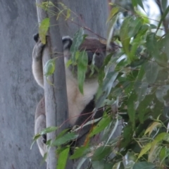 Phascolarctos cinereus (Koala) at Rosebank, NSW - 22 Sep 2015 by Sharon