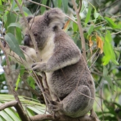 Phascolarctos cinereus (Koala) at Rosebank, NSW - 29 Oct 2015 by Sharon