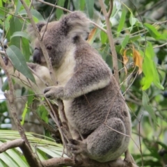 Phascolarctos cinereus (Koala) at Rosebank, NSW - 28 Oct 2015 by Sharon