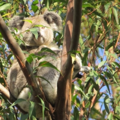 Phascolarctos cinereus (Koala) at Rosebank, NSW - 10 Oct 2015 by Sharon
