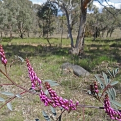 Indigofera australis subsp. australis (Australian Indigo) at Cook, ACT - 20 Sep 2015 by galah681