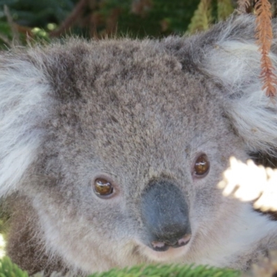 Phascolarctos cinereus (Koala) at Bolwarra, VIC - 31 Jan 2015 by Sharon