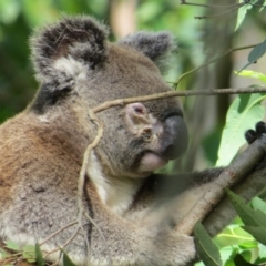 Phascolarctos cinereus (Koala) at Rosebank, NSW - 28 Nov 2014 by Sharon