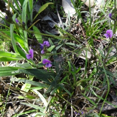 Hovea heterophylla (Common Hovea) at Mount Painter - 20 Sep 2015 by galah681