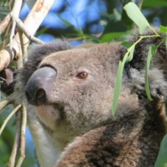 Phascolarctos cinereus (Koala) at Rosebank, NSW - 28 Nov 2014 by Sharon