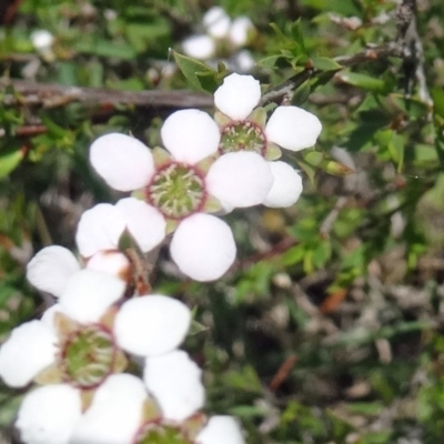 Gaudium multicaule (Teatree) at Black Mountain - 24 Oct 2015 by galah681