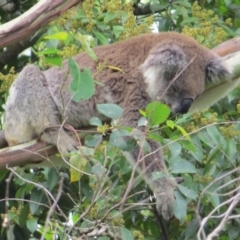 Phascolarctos cinereus (Koala) at Rosebank, NSW - 7 Nov 2015 by Sharon