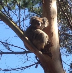 Phascolarctos cinereus (Koala) at Portland West, VIC - 7 Nov 2015 by StewieMajie