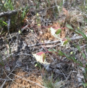 Pimelea linifolia subsp. linifolia at O'Connor, ACT - 18 Oct 2015