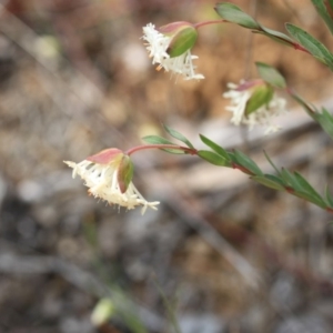 Pimelea linifolia subsp. linifolia at O'Connor, ACT - 18 Oct 2015