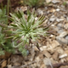 Oreomyrrhis eriopoda (Australian Carraway) at Sth Tablelands Ecosystem Park - 7 Nov 2015 by AndyRussell