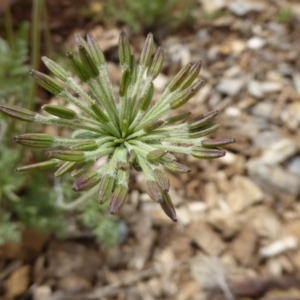 Oreomyrrhis eriopoda at Molonglo Valley, ACT - 8 Nov 2015