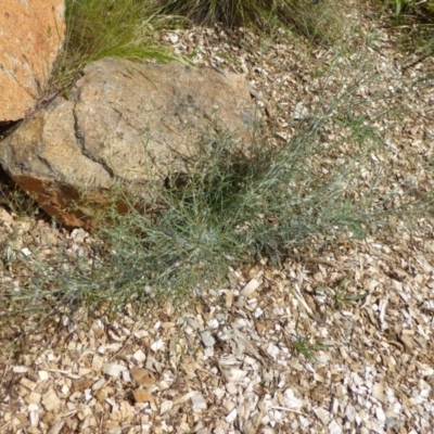 Senecio quadridentatus (Cotton Fireweed) at Molonglo Valley, ACT - 8 Nov 2015 by AndyRussell