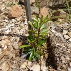 Tasmannia lanceolata (Mountain Pepper) at Sth Tablelands Ecosystem Park - 7 Nov 2015 by AndyRussell