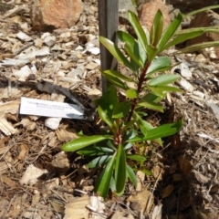 Tasmannia lanceolata at Molonglo Valley, ACT - 8 Nov 2015