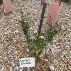 Grevillea diminuta at Sth Tablelands Ecosystem Park - 7 Nov 2015 by AndyRussell