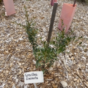 Grevillea diminuta at Molonglo Valley, ACT - 8 Nov 2015 10:34 AM