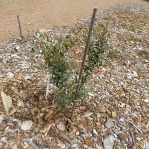 Grevillea diminuta at Molonglo Valley, ACT - 8 Nov 2015