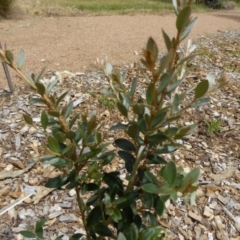 Grevillea diminuta at Molonglo Valley, ACT - 8 Nov 2015