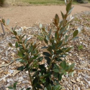 Grevillea diminuta at Molonglo Valley, ACT - 8 Nov 2015 10:34 AM